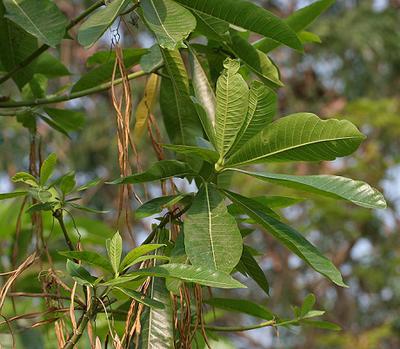 Photo/appearance <br>Alstonia boonei in Uganda