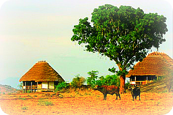 Uganda Tourist accommodation: Apoka Cottages