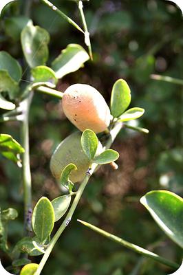 Balanites aegyptiaca (desert date) in Uganda