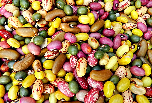 Bean Varieties in Africa