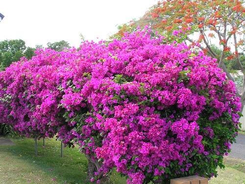 Bougainvillea plant in Uganda
