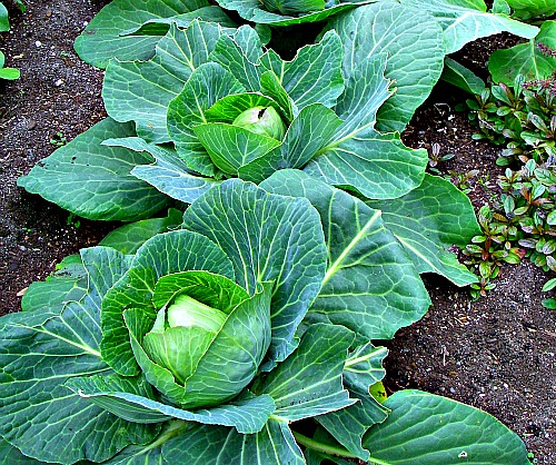 Cabbage Garden in Africa