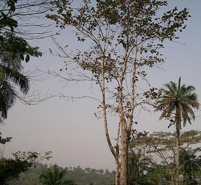 Cordia millenii tree