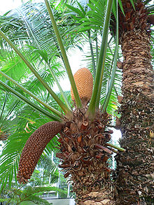 Photo/appearance <br>Cycad in Uganda