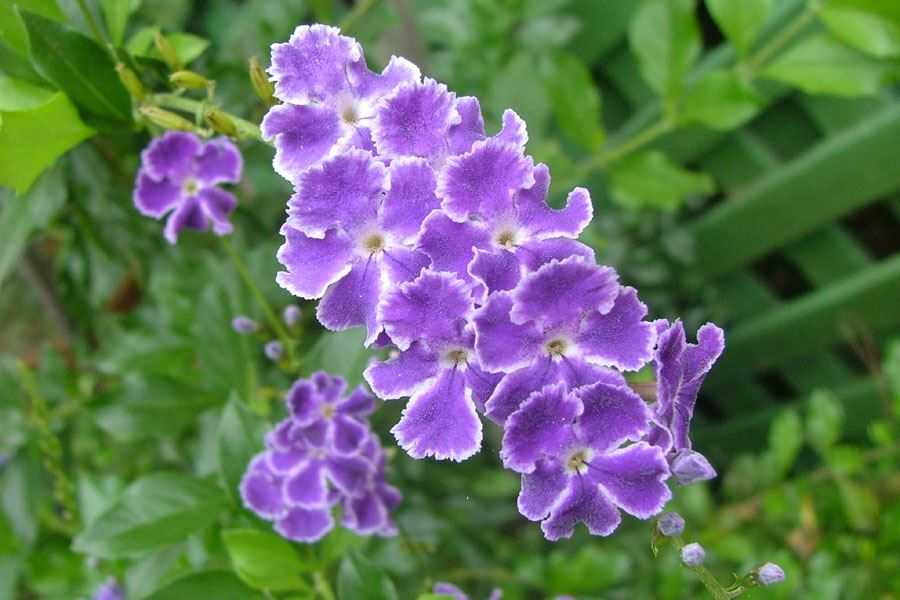 Duranta plant in Uganda