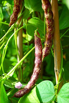 Mature Beans Pods on Green Plant