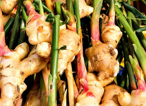 Ginger Rhizomes in Uganda