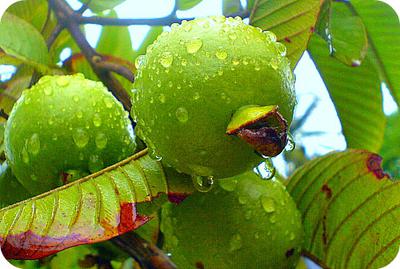 Apple Guava on Tree, Uganda