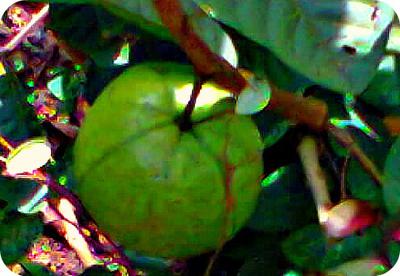 Guavas