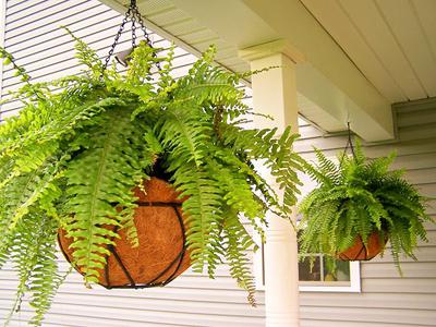 Ferns in Uganda 