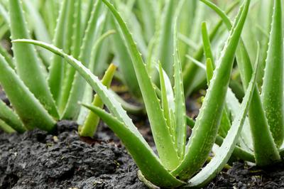 Aloe Vera Plantation in Uganda 