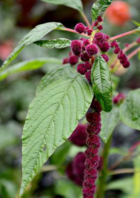 Amaranthus Plant with Flower in Uganda