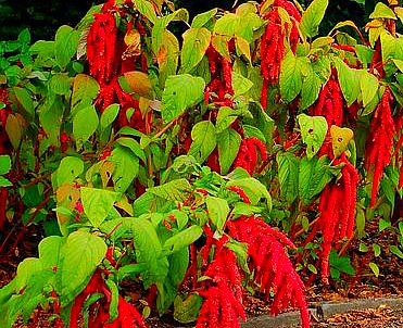 Old Amaranthus Plants to Harvest Seeds