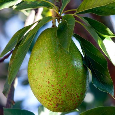 Ripe Green AVOCADO on Tree