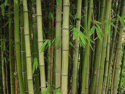 Bamboo Plants in Uganda 