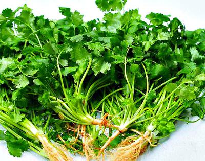 Freshly Uprooted Cilantro Plants in Uganda