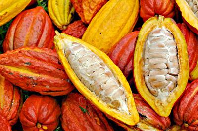 Cocoa Beans in Freshly Cut Pods 