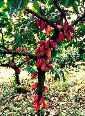 Cocoa Trees with Ripe Red Fruits  in Africa 