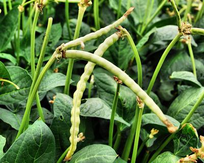 Cowpea Plants with Pods  in Africa 