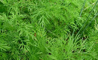 Dill Plants in Africa 