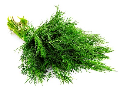 Harvested Dill Leaves 