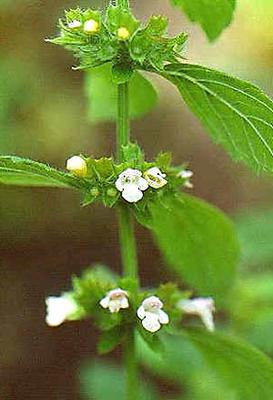 Lemon Balm Plant with Flowers Africa 