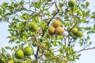 Lemon Tree in Africa 