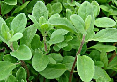 Marjoram Plants in Uganda 