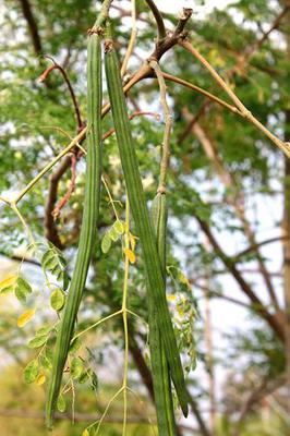 Moringa Tree Pods Uganda 