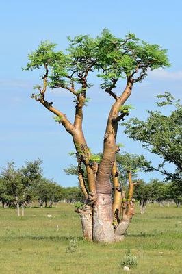 Moringa Tree Drumstick 