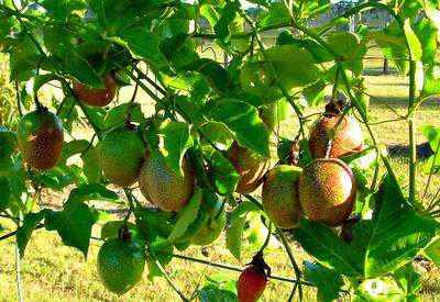 Ripe Passion Fruits on Plant 