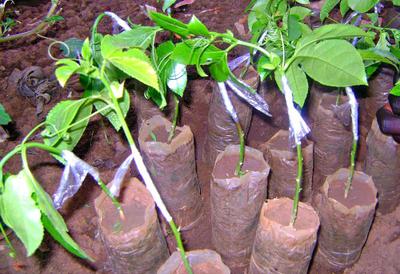 Grafted Passion Fruit Seedling for Planting