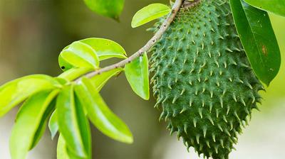 Soursop Fruit on tree in Uganda 