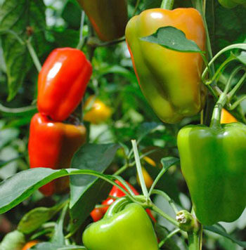 Sweet/Green Pepper in Uganda 