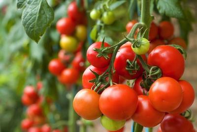 Tomatoes in Uganda 