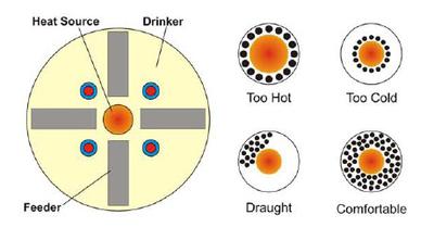 Broiler Chicken Feed Chart