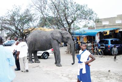 Mary the Friendly Elephant in Uganda