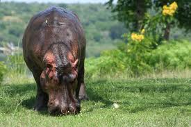 Hippo at the park