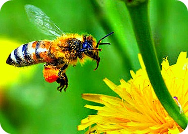 Bee arriving to Pollinate Flower