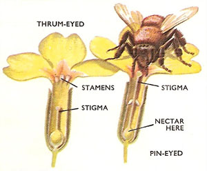 How Pollination is Done by Bees 