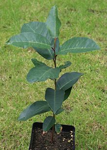 Photo/appearance <br>prunus africana tree in Uganda