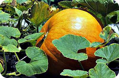 Pumpkin in Uganda Garden with Leaves