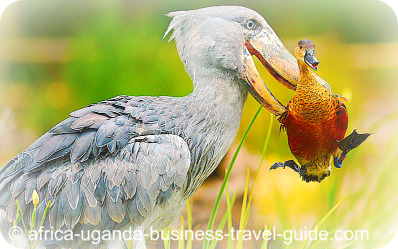 shoebill Bird at Murchison Falls National Park