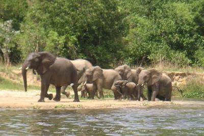 The first thing we saw was a Elephant mother and her baby.