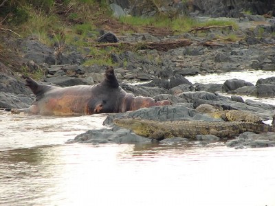 One hippo had unfortunately died, and was dinner for Crocodiles 