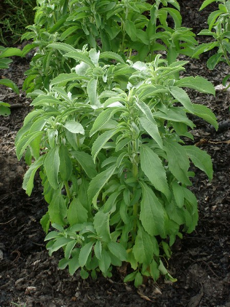 Stevia in Uganda