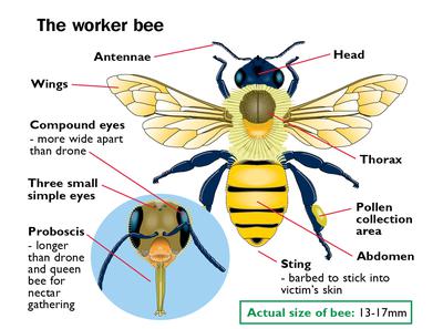 The Structure of a Worker Bee