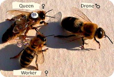 The honeybee castes in a colony