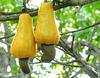Cashew Nuts on Tree 