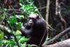 Chimpanzee at Budonga Forest Uganda
